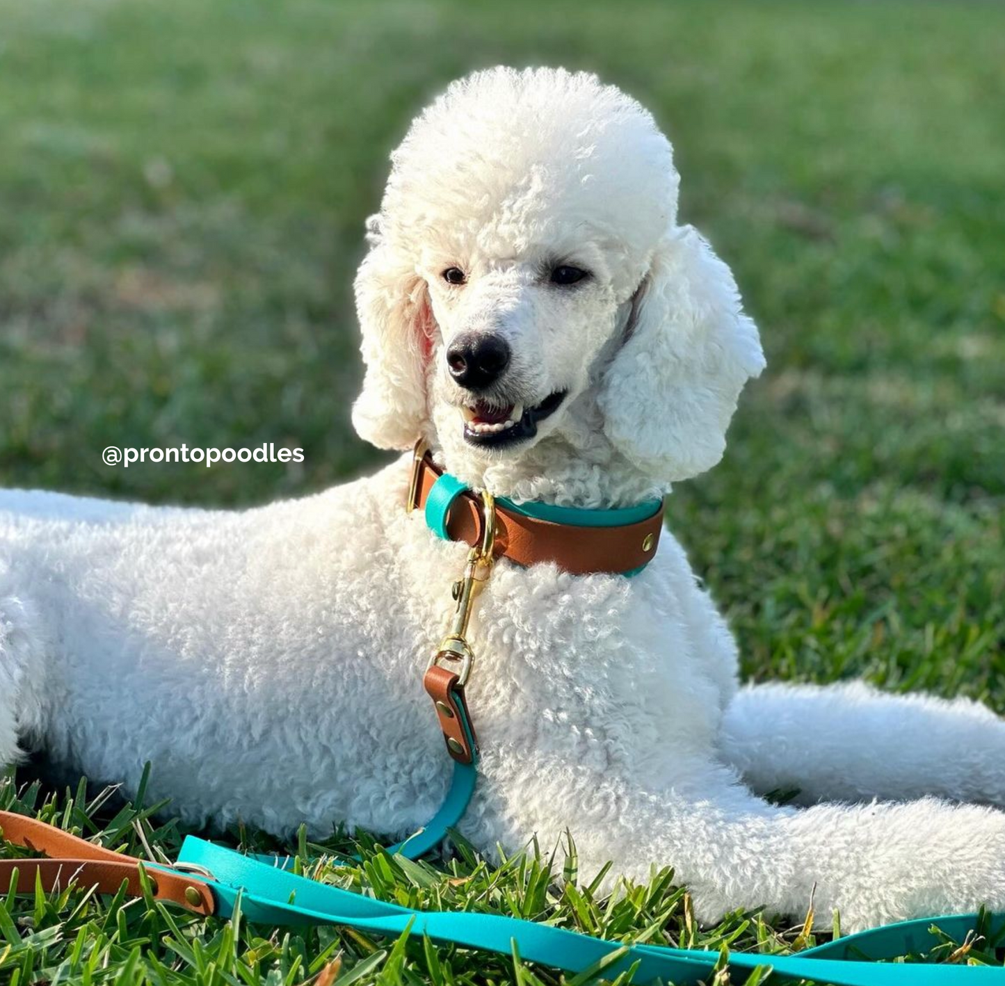Bundle of Double Layer Biothane Dog Collar and Leash