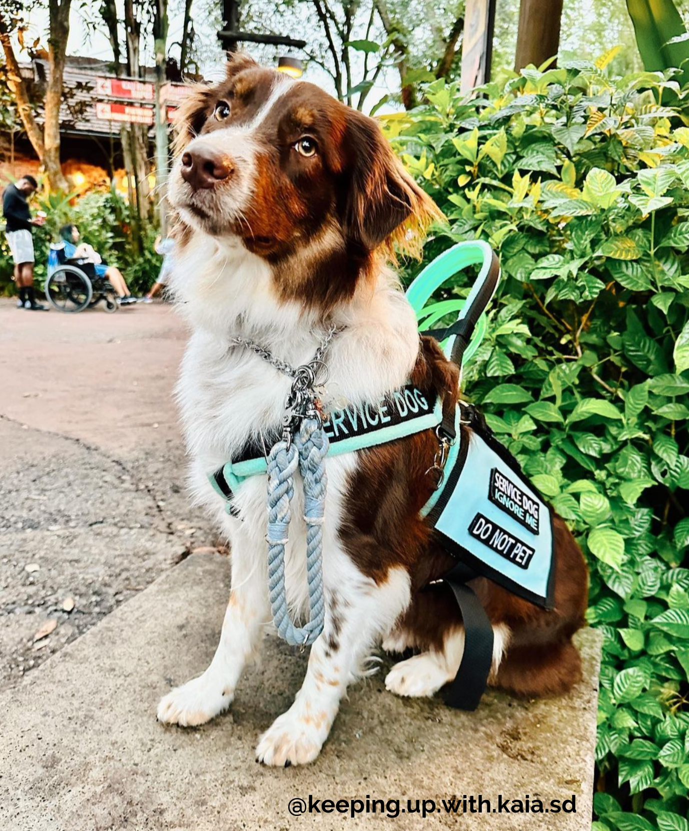 Service Dog Rope Pull Strap