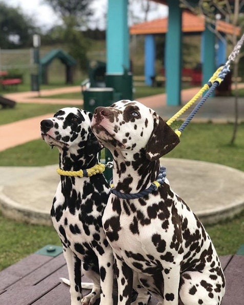 Custom Two Color Rope Dog Leash Coupler ONLY