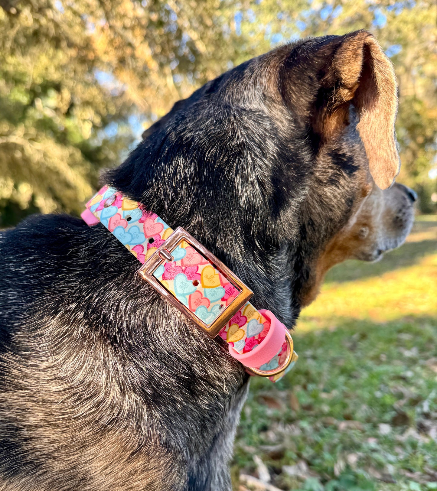 Conversation Heart: Printed Double Layer Biothane Dog Collar