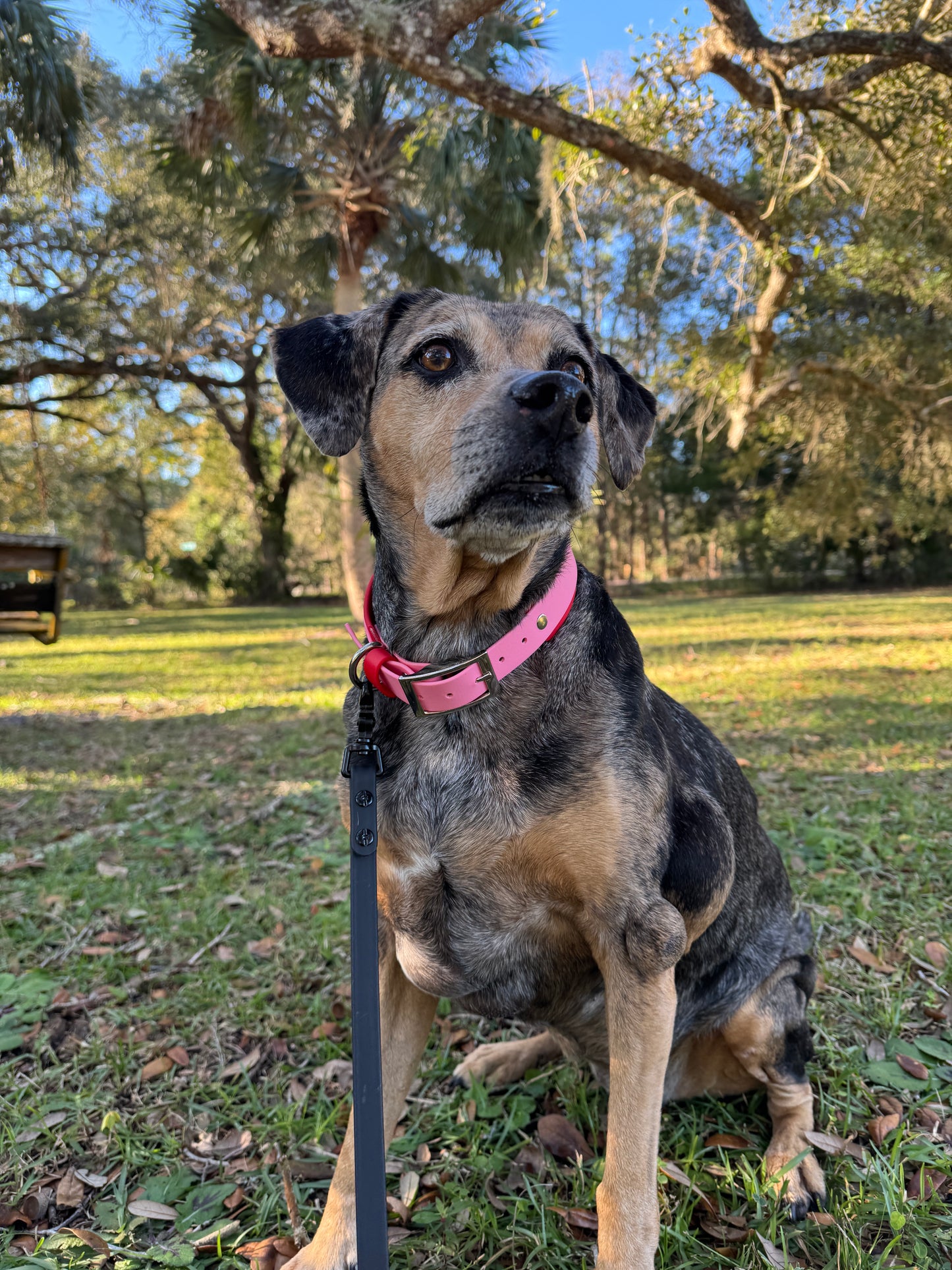 Red and Pastel Pink Valentine's Double Layer Biothane Dog Collar