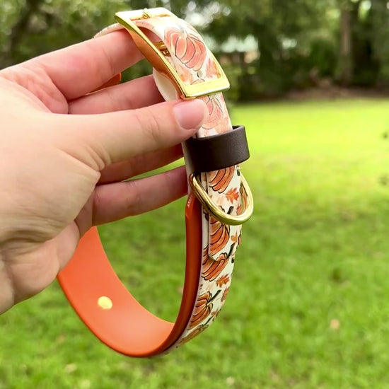 Video showing all views of the pumpkins collar